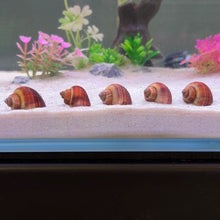 Load image into Gallery viewer, Magenta Mystery Snail