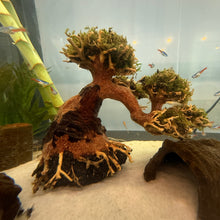 Load image into Gallery viewer, Christmas Moss on Small Arched Bonsai Driftwood Tree (live plant attached)