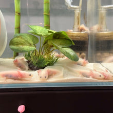 Load image into Gallery viewer, Baby Leucistic (Lucy) Axolotl