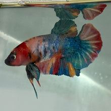 Load image into Gallery viewer, Rainbow Male Betta | WYSIWYG
