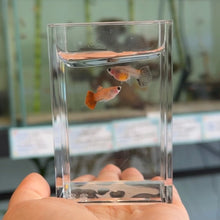 Load image into Gallery viewer, Magenta Glass Belly Guppy Pair