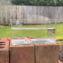 Cargar imagen en el visor de la galería, Dirty Leucistic (Dirty Lucy) Axolotl