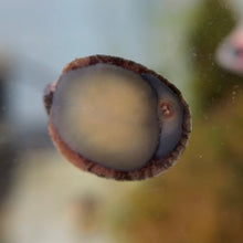 Cargar imagen en el visor de la galería, Red Lipped Nerite Snail