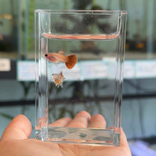 Load image into Gallery viewer, Magenta Glass Belly Guppy Pair