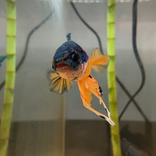 Load image into Gallery viewer, Bold Blue Galaxy Candy Koi Male Betta | WYSIWYG
