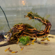 Load image into Gallery viewer, Christmas Moss on Small Curve Shaped Bonsai Driftwood Tree (live plant attached)