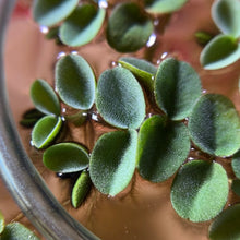 Load image into Gallery viewer, Velvet Water Spangles | Live Floating Plant