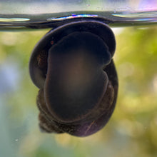 Load image into Gallery viewer, Black Mystery Snail