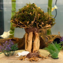 Load image into Gallery viewer, Christmas Moss on Small Straight Bonsai Driftwood Tree (live plant attached)