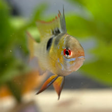 Cargar imagen en el visor de la galería, German Blue Ram Cichlid