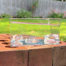 Load image into Gallery viewer, Blue Marble Dot Betta Sorority Pack
