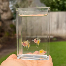 Load image into Gallery viewer, Ribboned Banana Glass Belly Guppy Trio