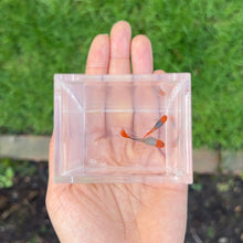 Load image into Gallery viewer, Ribboned Pumpkin Koi Glass Belly Guppy Pair