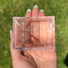 Cargar imagen en el visor de la galería, Albino Red Skirt Guppy Pair