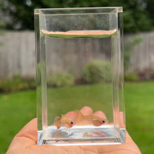 Load image into Gallery viewer, Skittle Glass Belly Guppy Pair