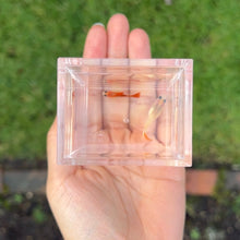 Load image into Gallery viewer, Blonde Glass Belly Guppy Pair