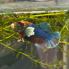 Load image into Gallery viewer, "Shadow" Glo Betta Fish Dumbo Ear | WYSIWYG C8
