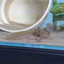 Load image into Gallery viewer, Baby Copper Axolotl
