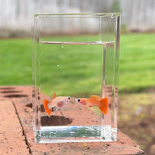 Load image into Gallery viewer, Crimson Rose Glass Belly Guppy Pair