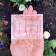 Load image into Gallery viewer, Ribboned Skittle Glass Belly Guppy Pair