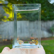 Load image into Gallery viewer, Cobra Mosaic Glass Belly Guppy Pair