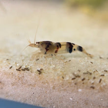 Load image into Gallery viewer, Raccoon Tiger Shrimp | Caridina (Raised in Neo Parameters)
