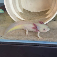Load image into Gallery viewer, "Jelly" Male GFP Blue Gill Dirty Lucy Axolotl | WYSIWYG
