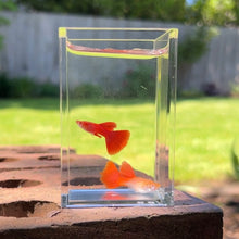 Cargar imagen en el visor de la galería, Albino Red Skirt Guppy Pair