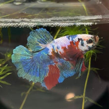 Load image into Gallery viewer, Bold Galaxy Candy Koi Male Betta | WYSIWYG B3