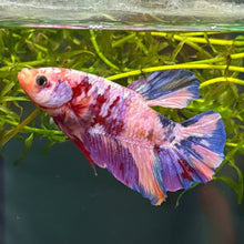 Cargar imagen en el visor de la galería, Pink Prince Candy Koi Male Betta | WYSIWYG C8