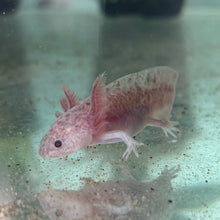 Load image into Gallery viewer, "Cutie" Baby Axanthic Copper Axolotl | WYSIWYG
