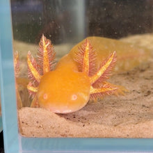 Cargar imagen en el visor de la galería, "Honeybee" Baby Golden Albino Axolotl | WYSIWYG