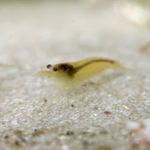 Cargar imagen en el visor de la galería, Yellow Amano Shrimp | Caridina multidentata