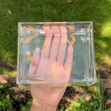 Load image into Gallery viewer, Yellow Star Betta Sorority Pack