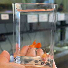 Cargar imagen en el visor de la galería, Ribboned Albino Red Ear Fin C Glass Belly Guppy Pair
