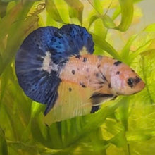 Load image into Gallery viewer, Blue & Yellow Candy Koi Male Betta | WYSIWYG