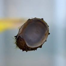 Load image into Gallery viewer, King Koopa Nerite Snail
