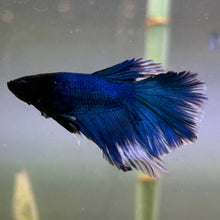 Cargar imagen en el visor de la galería, Blue & White Halfmoon Male Betta | WYSIWYG