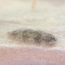 Load image into Gallery viewer, Flounder Fish | Live Fish
