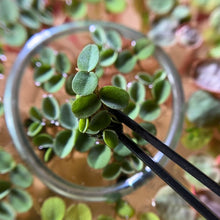 Load image into Gallery viewer, Velvet Water Spangles | Live Floating Plant