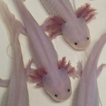 Load image into Gallery viewer, Leucistic (Lucy) Axolotl