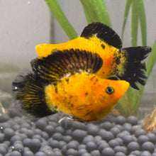 Load image into Gallery viewer, Sailfin Pikachu Balloon Molly Pair | WYSIWYG