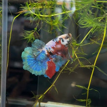 Load image into Gallery viewer, Bold Galaxy Candy Koi Male Betta | WYSIWYG B3