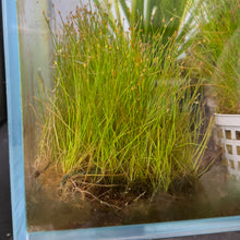 Cargar imagen en el visor de la galería, Dwarf Hairgrass 3x5 Mat | Live Plant