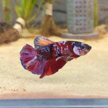 Load image into Gallery viewer, Purple Galaxy Candy Koi Male Betta | WYSIWYG