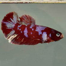 Load image into Gallery viewer, Lipstick Red Candy Koi Male Betta | WYSIWYG