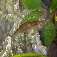 Cargar imagen en el visor de la galería, XXL Giant Amano Shrimp | Caridina multidentata