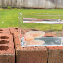 Load image into Gallery viewer, Albino Axolotl