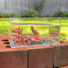 Load image into Gallery viewer, Koi Nemo Betta Sorority Pack