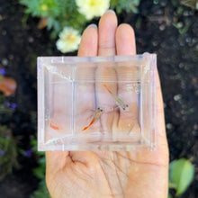 Load image into Gallery viewer, Pumpkin Glass Belly Guppy Pair